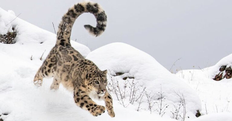 8 Unique Hunting Strategies Used By Different Big Cats