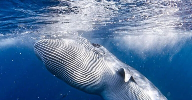 9 Animals Bigger Than An African Elephant
