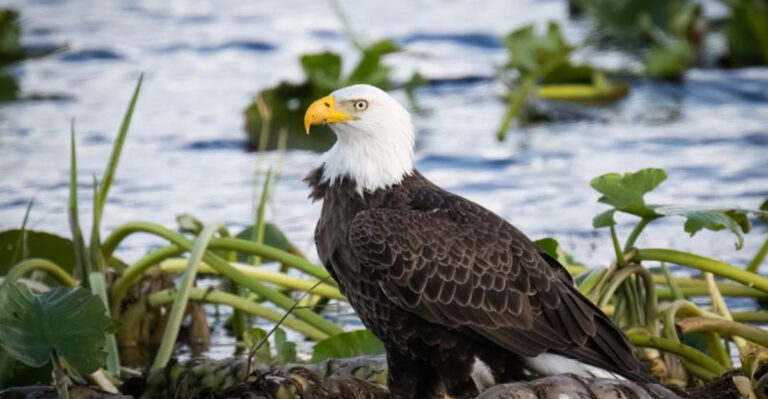 9 Bird Conservation Success Stories To Restore Your Faith In Humanity