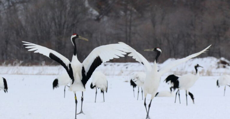 9 Birds With The Most Spectacular Mating Dances