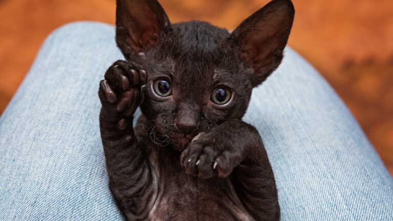 9 Black Cat Breeds Perfect For People With Allergies