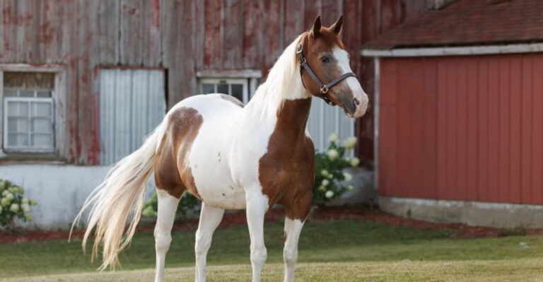 9 Characteristics That Make Paint Horses Stand Out From Appaloosas