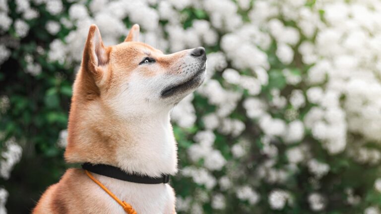 9 Dog Breeds That Look Like They Stepped Out Of A Fairytale