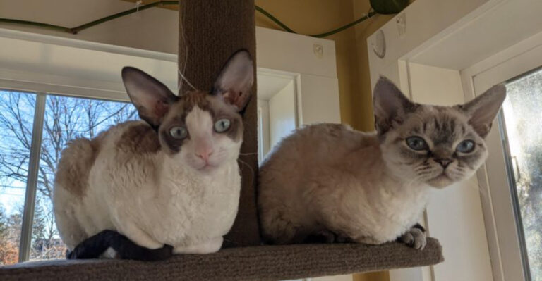 9 Key Differences Between Devon Rex And Cornish Rex