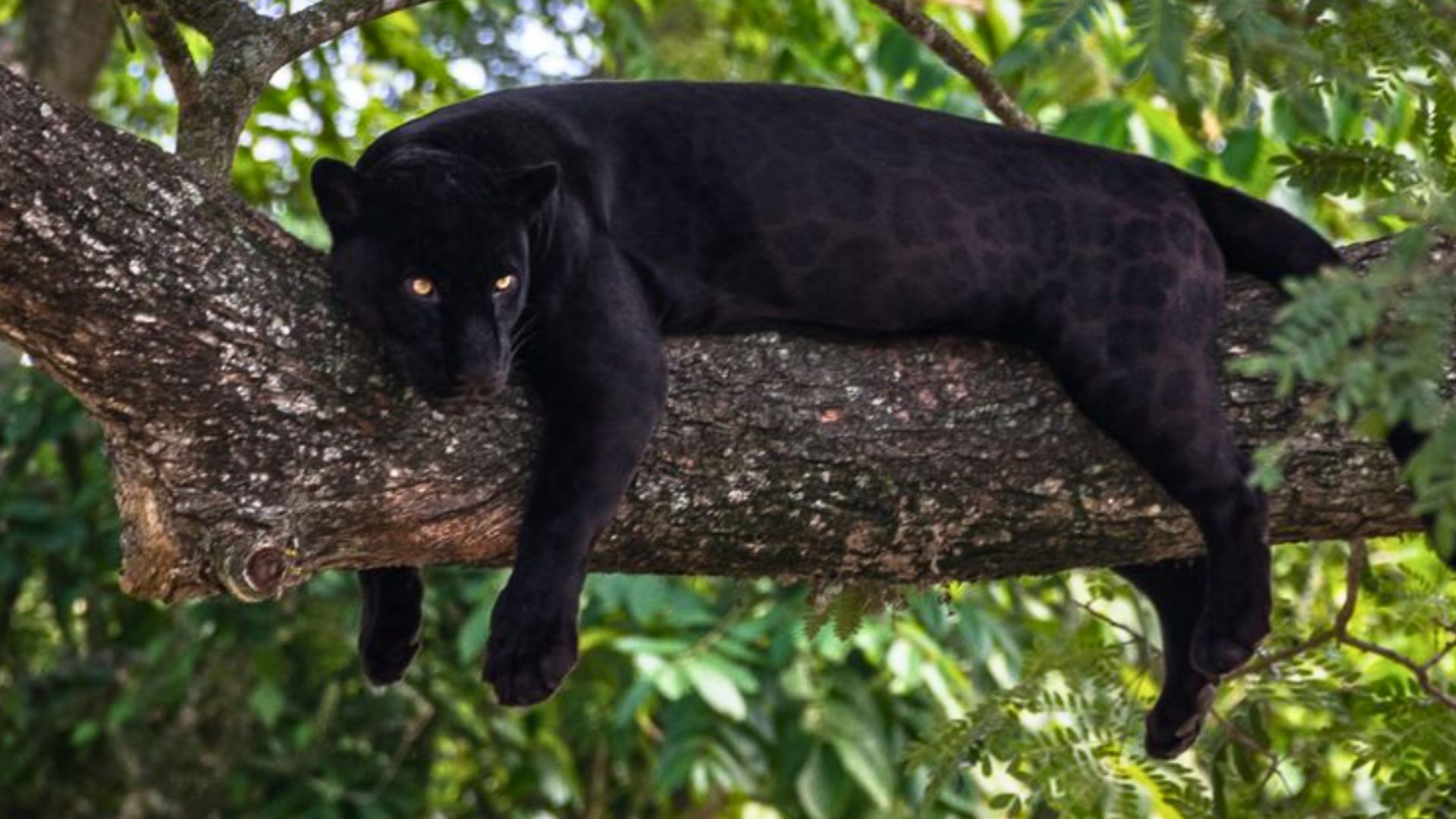 9 Melanistic Big Cats And The Survival Advantages Of Their Dark Coats
