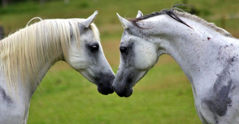 9 Myths About Horses You Probably Believe (And 5 True Facts)