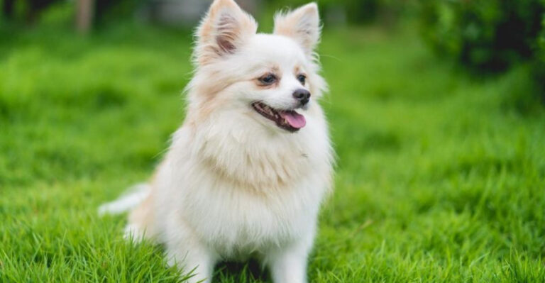 9 Sturdy Dog Breeds That Struggle As Guards (And 9 That Excel Despite Their Small Size)