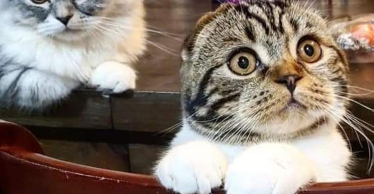 9 Unique Crossbreed Cats That Are Just As Cute As Purebreds