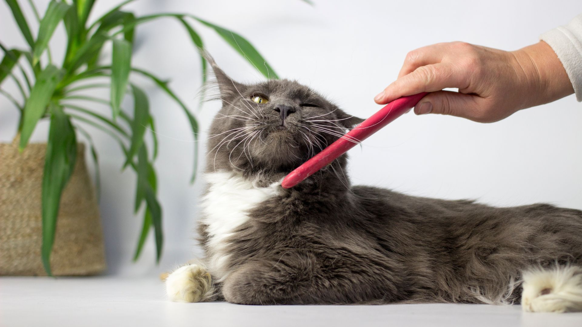 9 Vet-Approved Tips To Prevent Hairballs In Cats