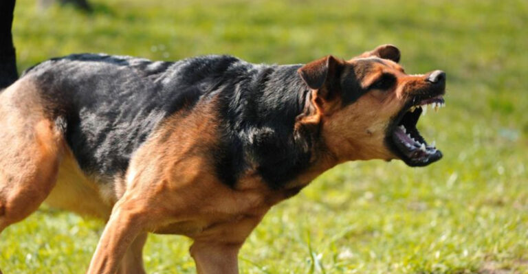 9 Ways To Manage An Aggressive Dog