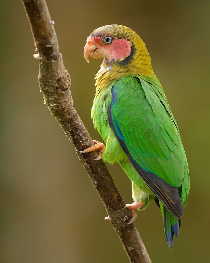 A Parrot's Perspicacity