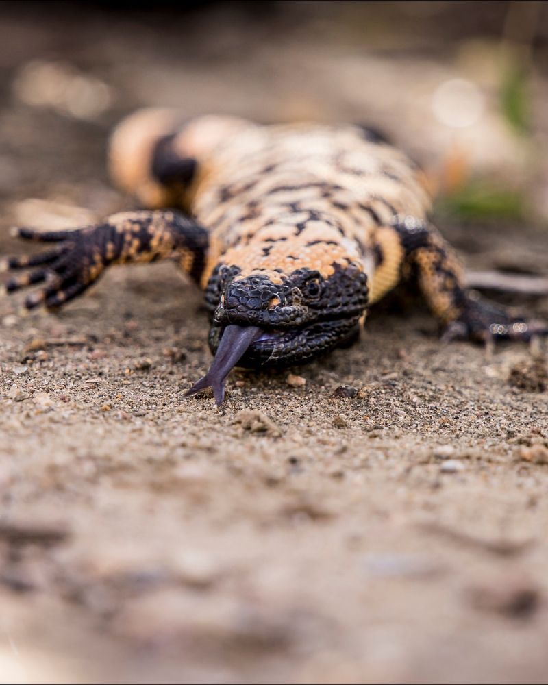 A Unique Venomous Reptile