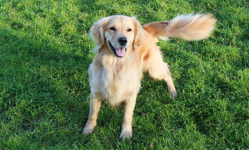 A Wagging Tail Means a Happy Dog