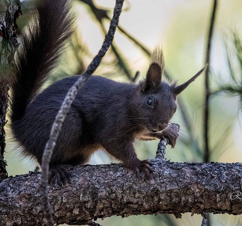 Abert's Squirrel