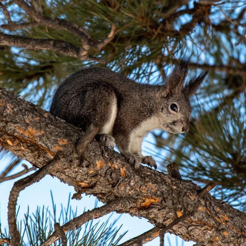 Abert's Squirrel