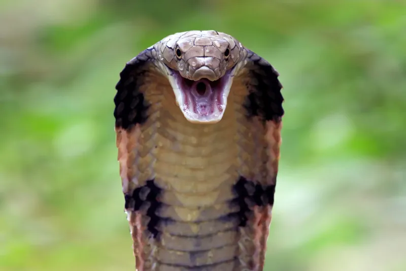 About the King Cobra