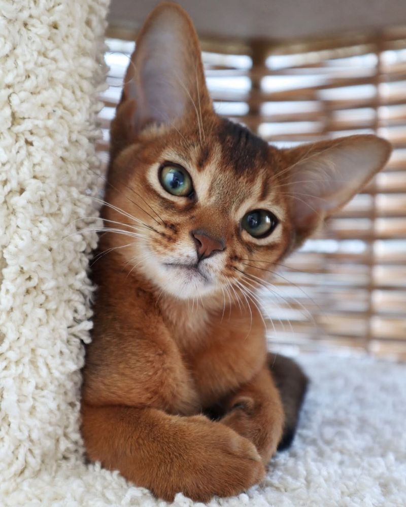 Abyssinian