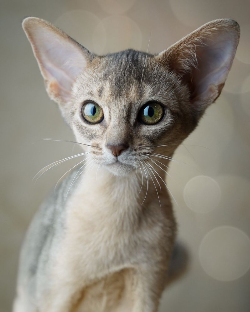 Abyssinian