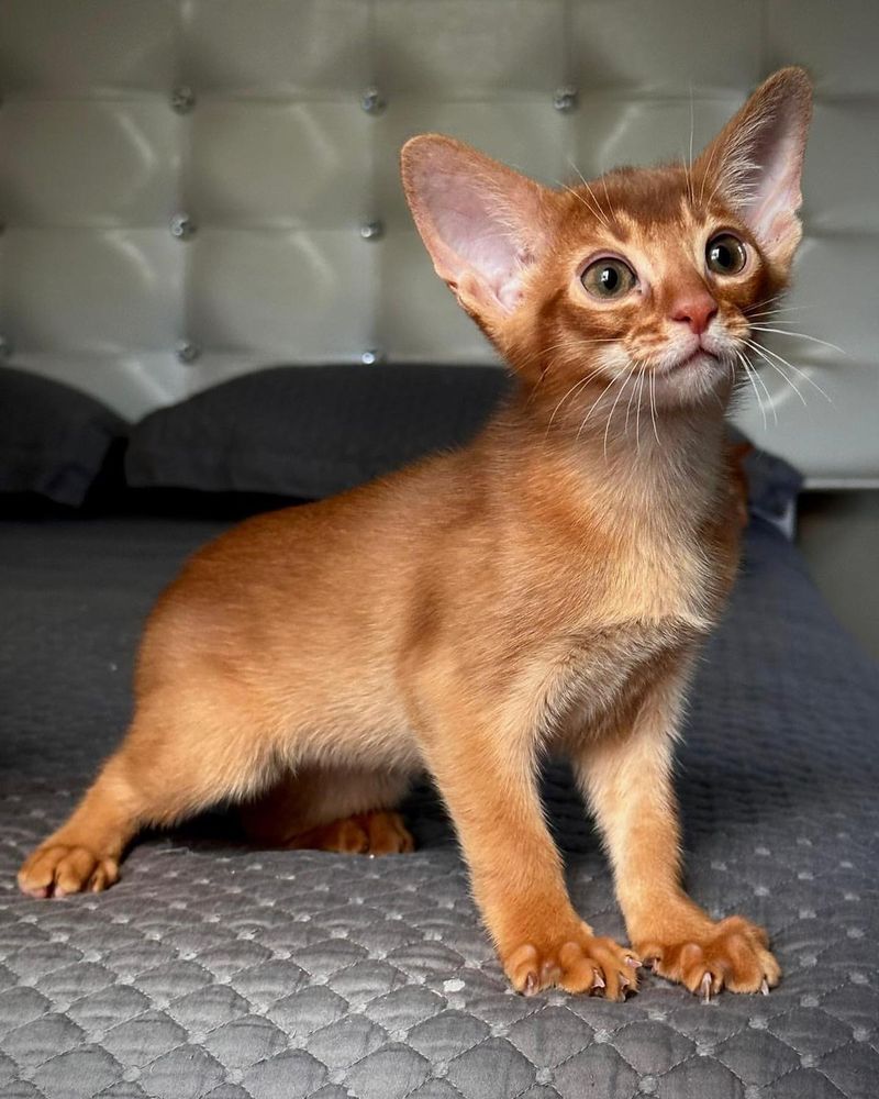 Abyssinian