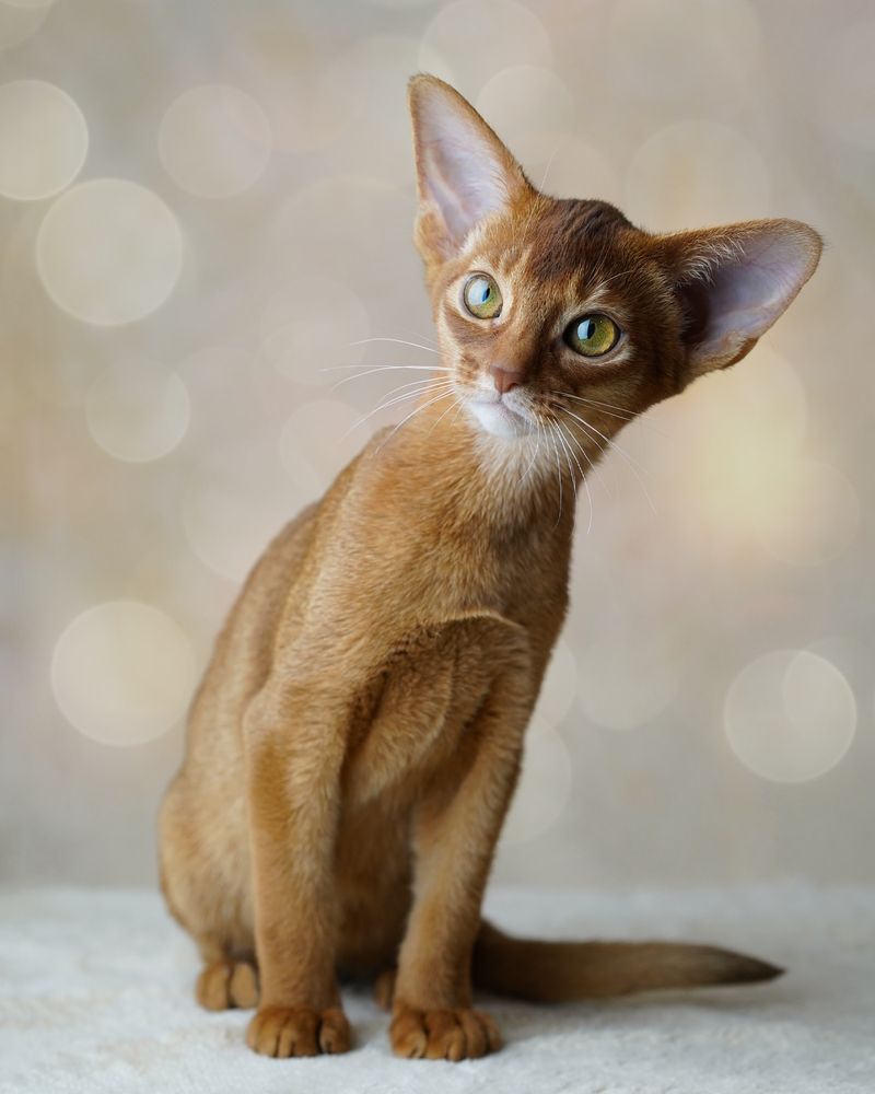 Abyssinian