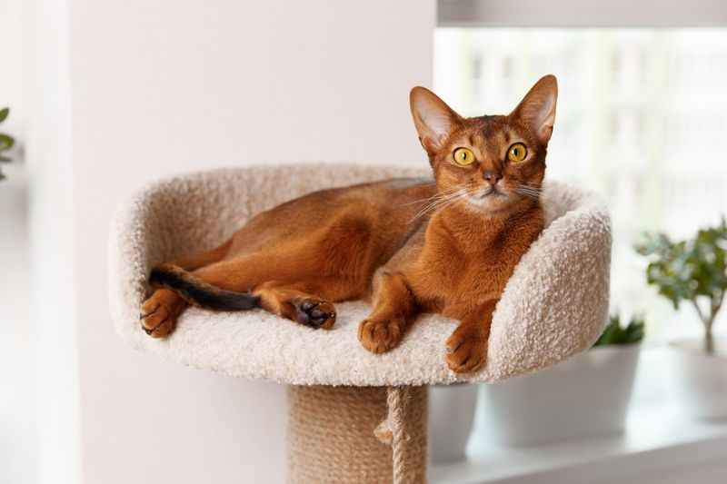 Abyssinian Cat