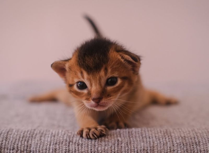 Abyssinian Kitten