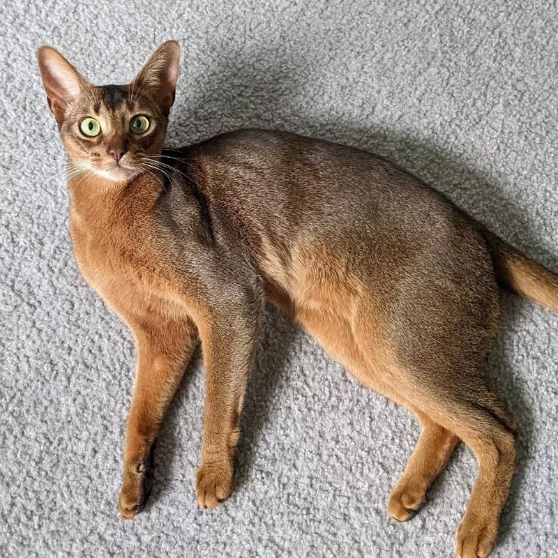 Abyssinian