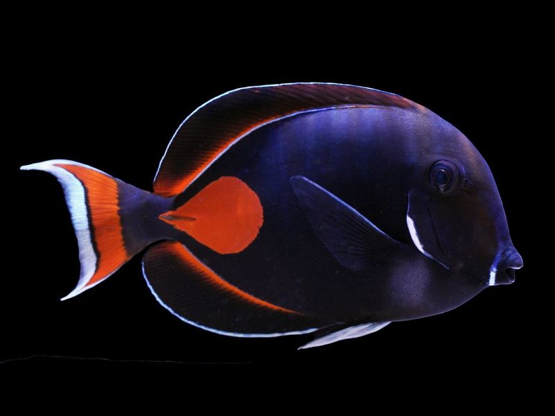 Achilles Tang