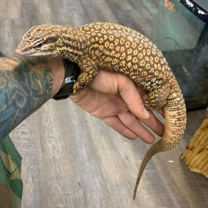 Ackie Monitor