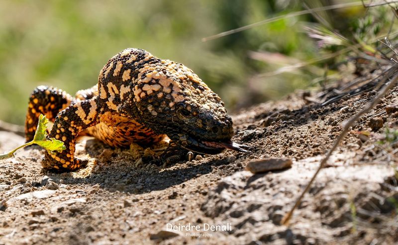 Adaptations to Desert Life