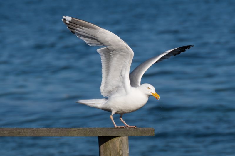 Adaptive Birds