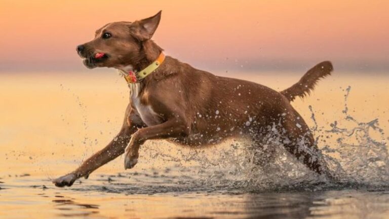 Adolescent Dogs - What To Expect During Their Teenage Phase