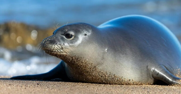 Adorable Hawaiian Monk Seals May Disappear Forever In 2025