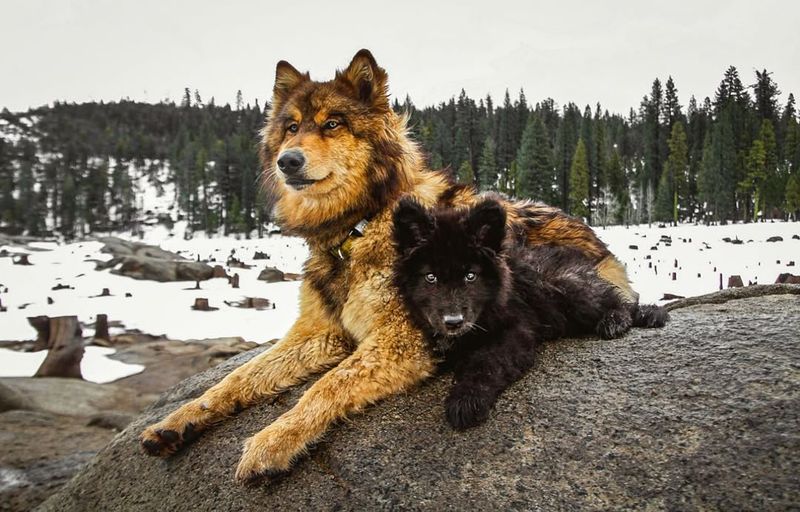 Adventure Companions