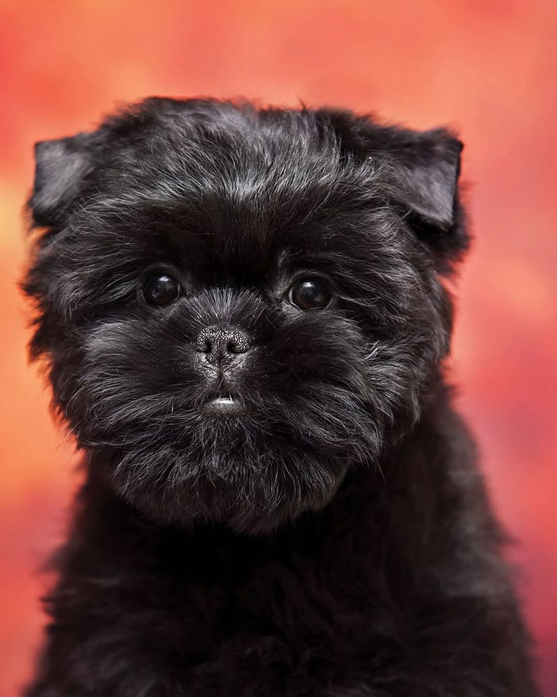 Affenpinscher