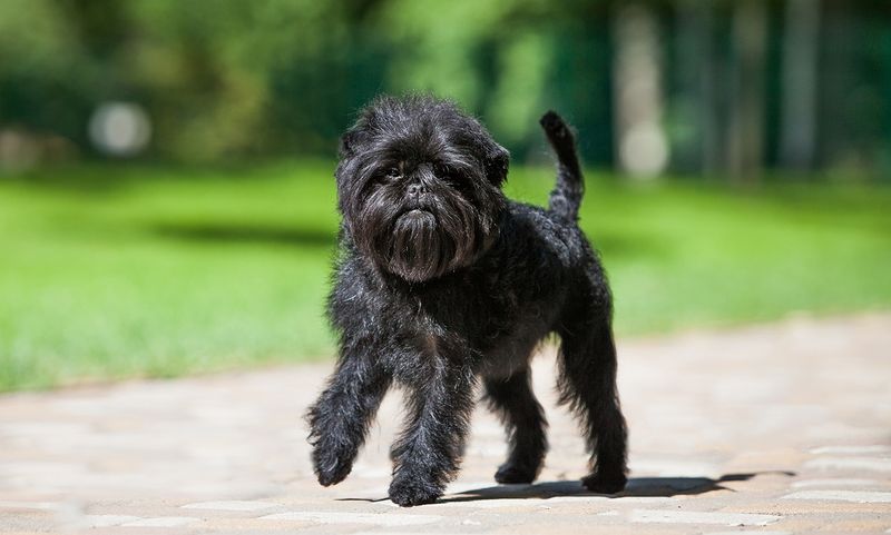 Affenpinscher