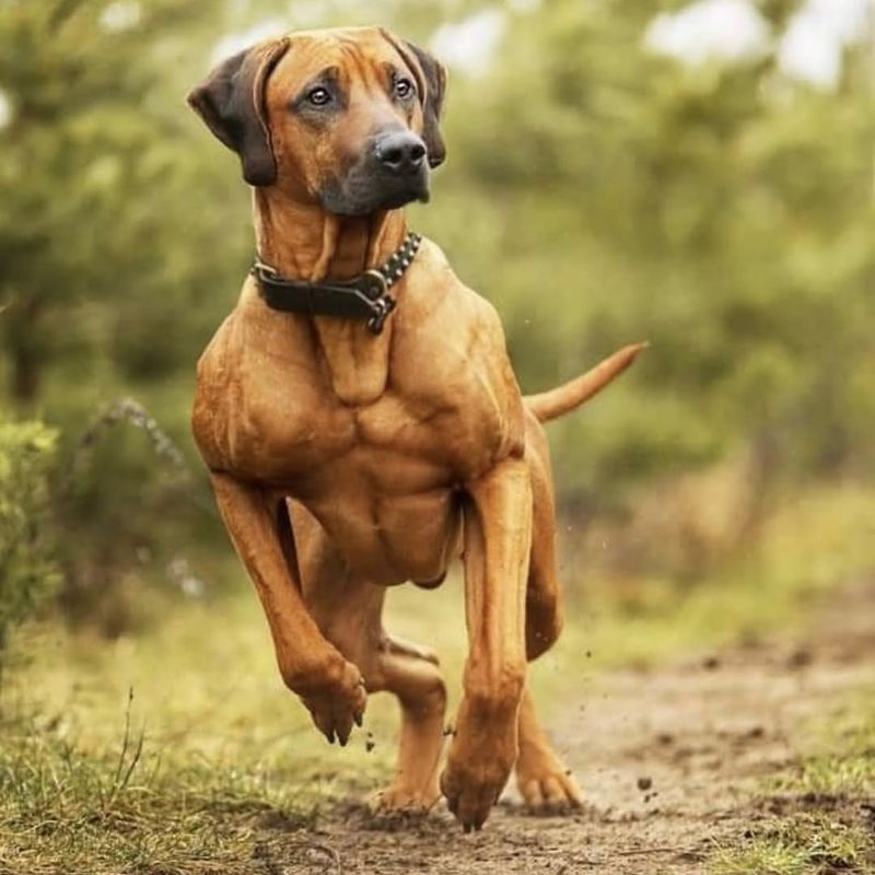 Rhodesian Ridgeback