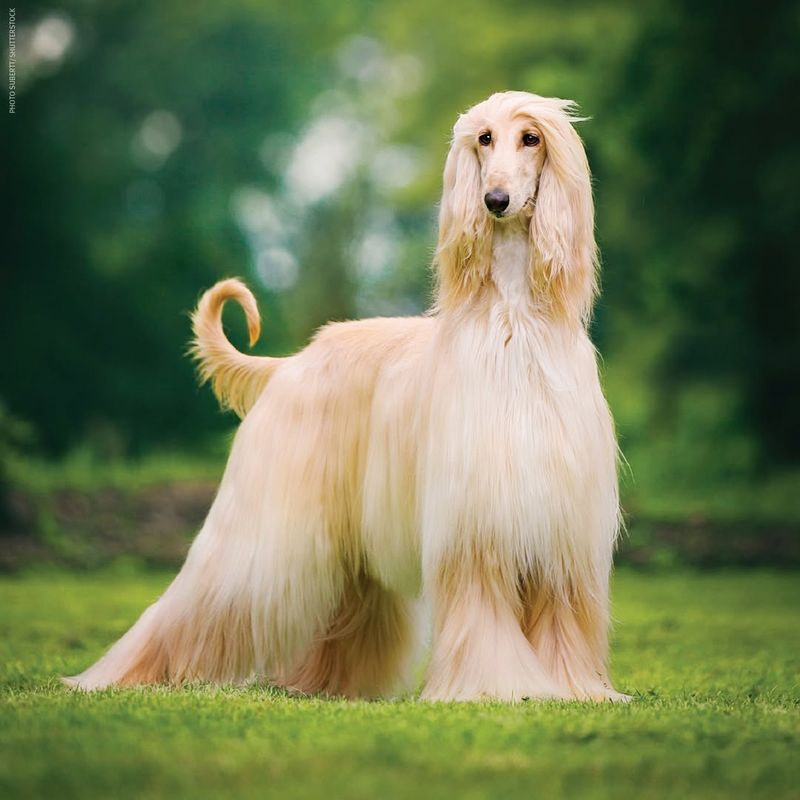 Afghan Hound