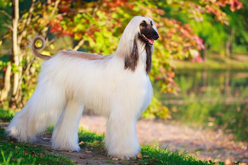 Afghan Hound