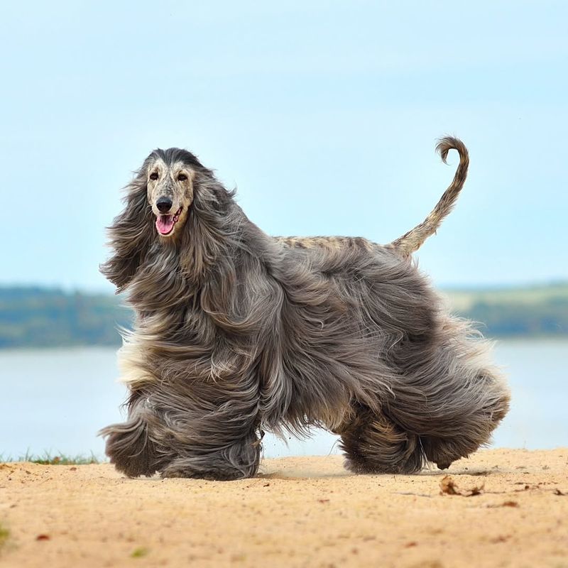 Afghan Hound