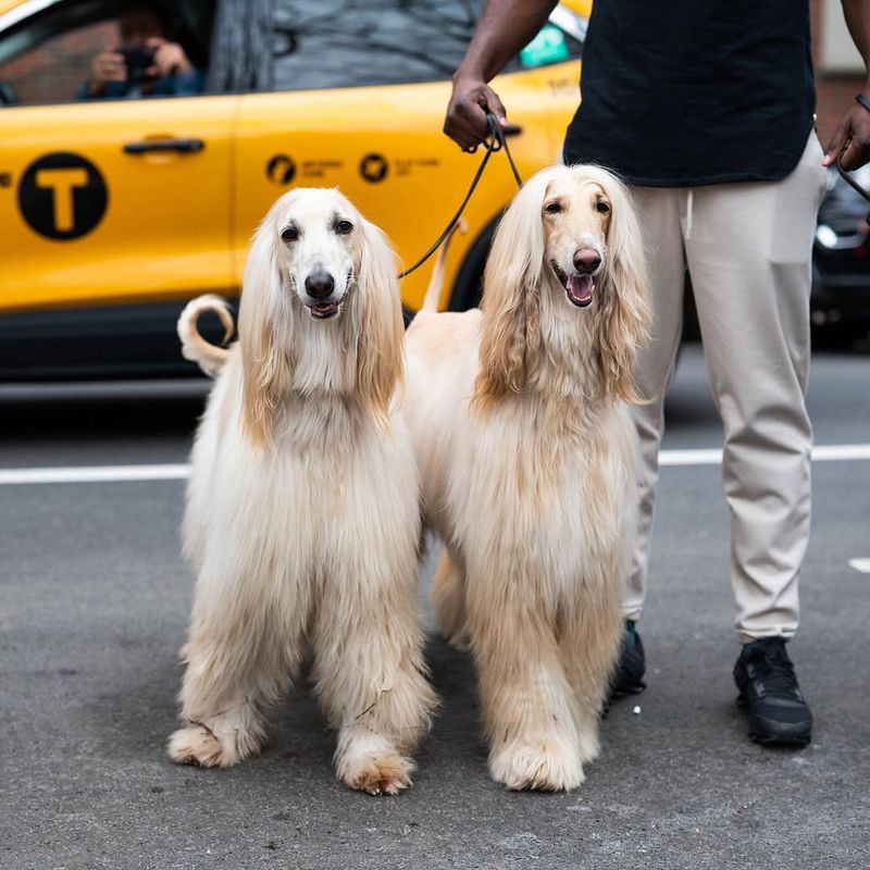 Afghan Hound