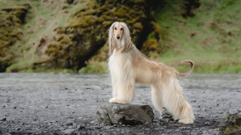 Afghan Hound