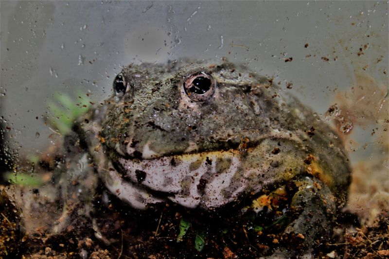 African Bullfrog Parental Care