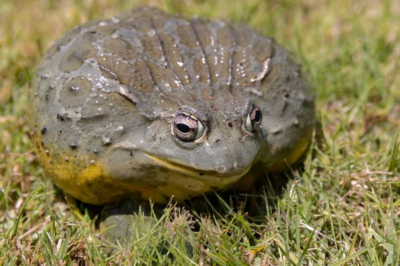 African Bullfrog