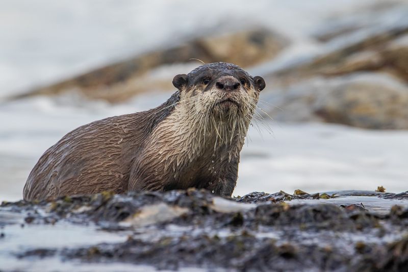 African Clawless Otter