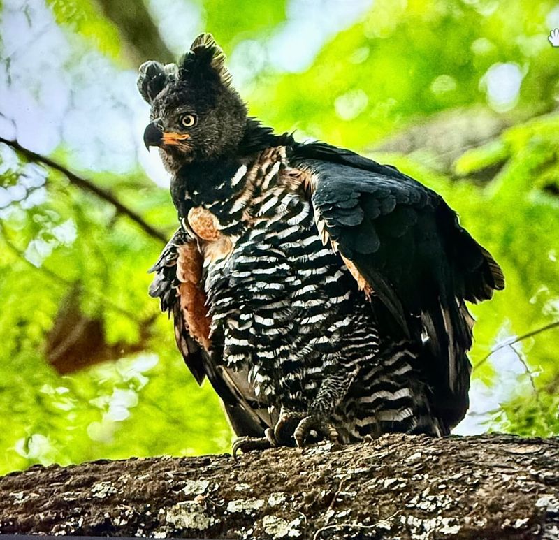 African Crowned Eagle