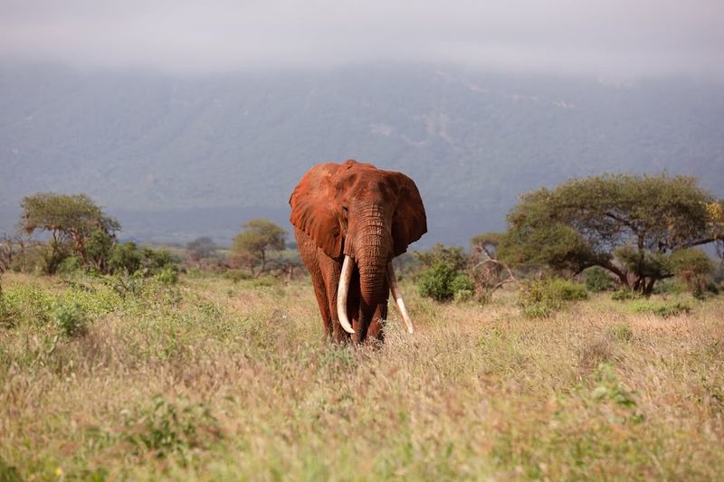 African Elephant