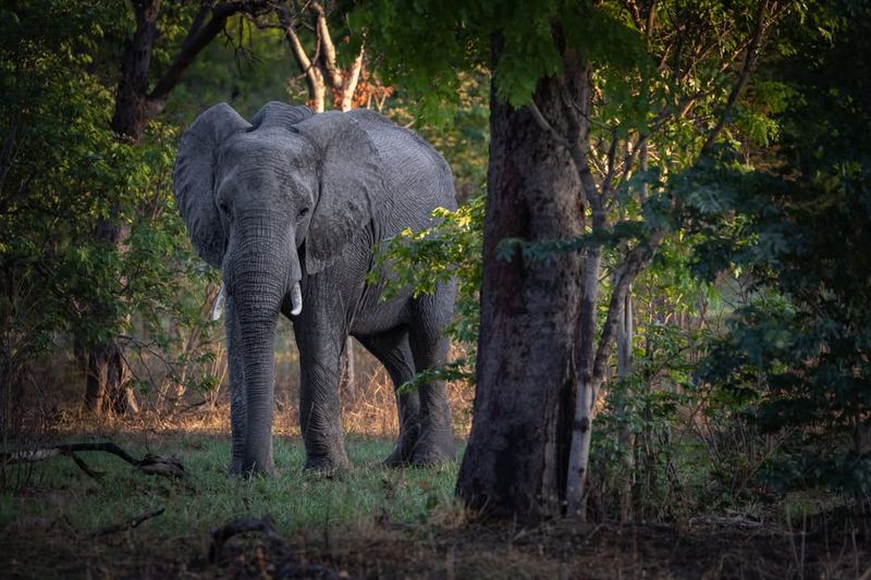 African Elephant