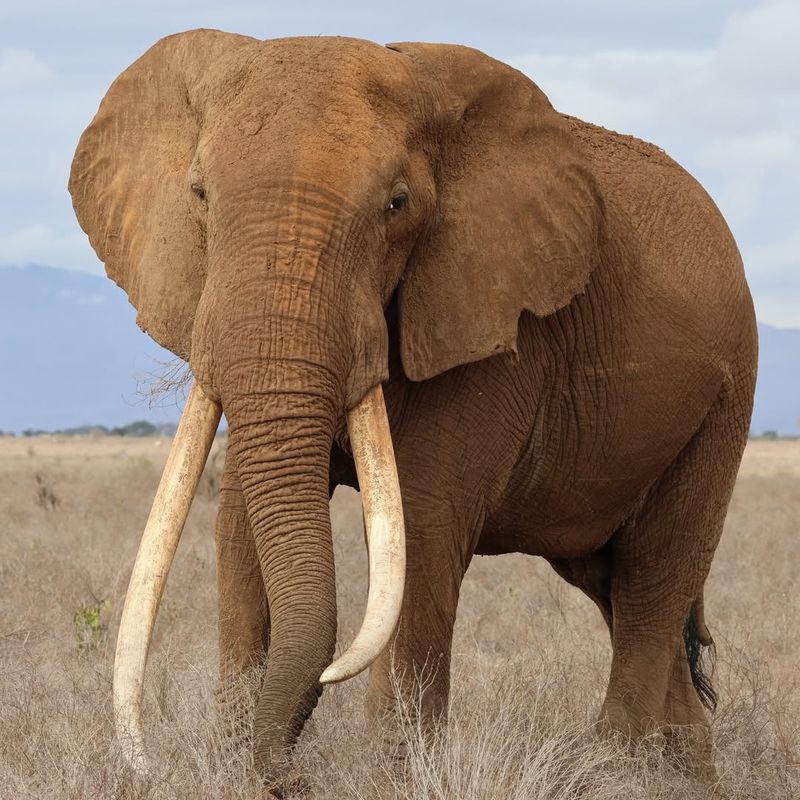 African Elephant