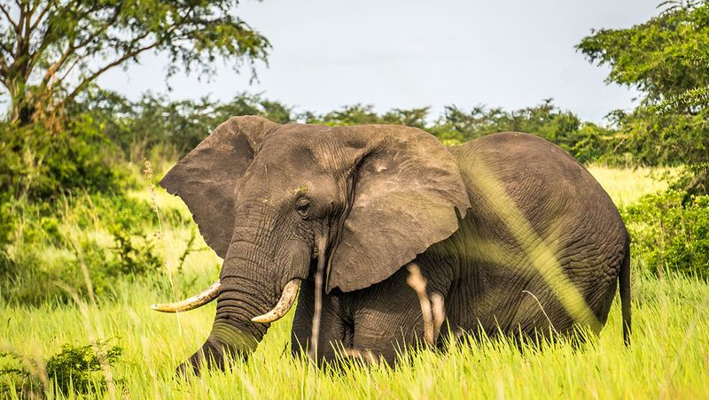 African Elephant